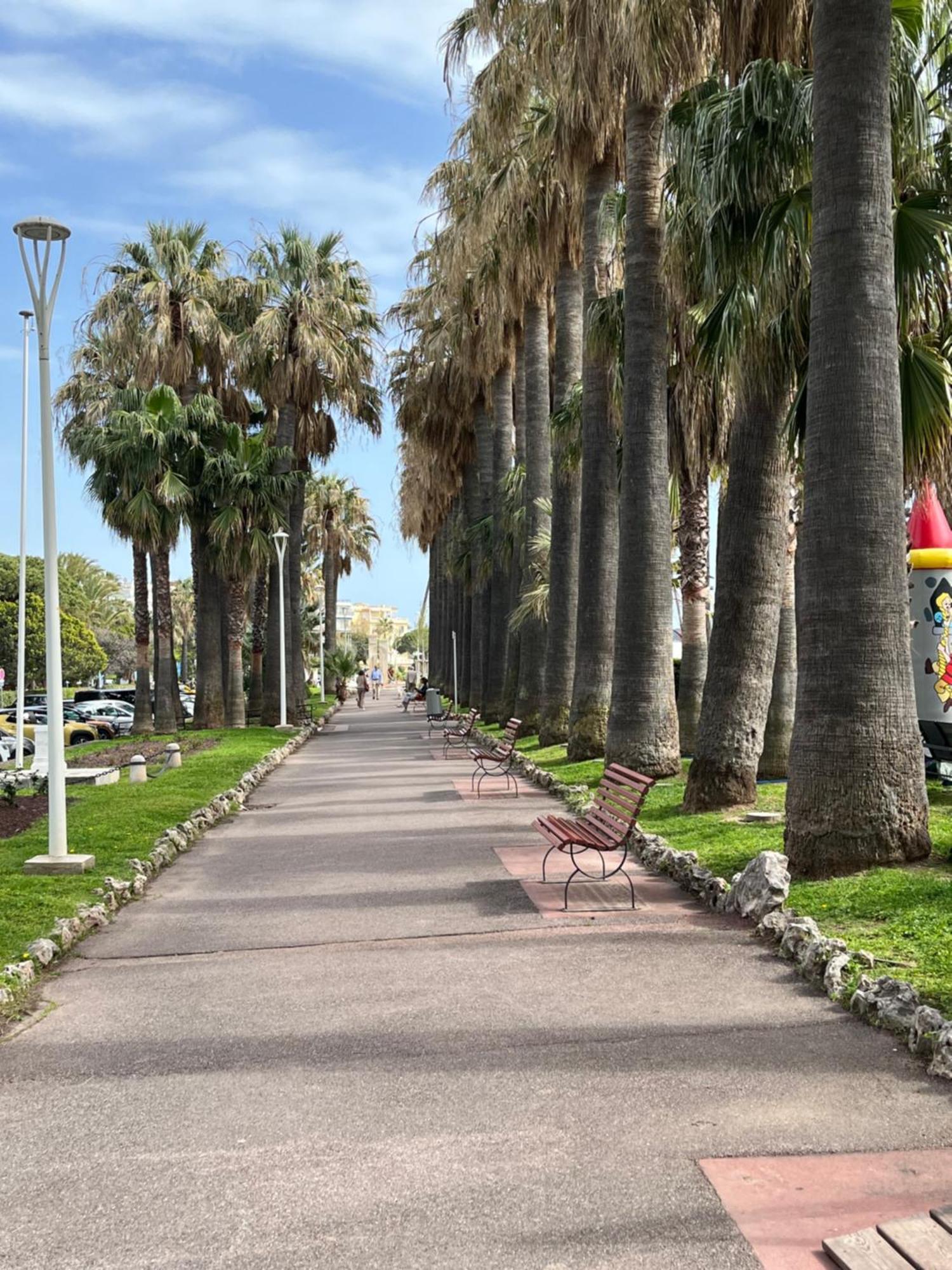 Palm * Cannes